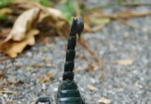 चिपळूण ; या ठिकाणी होणार विंचू दंशावर मोफत मोफत उपचार..