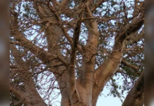 गुहागर – हे महाकाय वटवृक्ष आपण पाहिलात का?