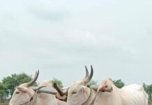 गुहागर ; 5 रोजी चिखली येथे गुरे – ढोरे, शेळ्या – मेंढ्या यांचा बाजार