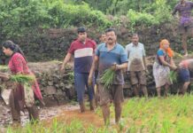 मातीतली नाळ कायम; तुरंबवमध्ये शेतीकामात रमले आमदार भास्कर जाधव