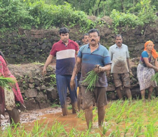 मातीतली नाळ कायम; तुरंबवमध्ये शेतीकामात रमले आमदार भास्कर जाधव