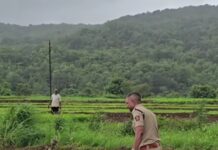 चिखलात उतरले ‘खाकी’चे पाऊल; पोलीस अधीक्षक नितीन बगाटे यांनी शेतकऱ्यांसोबत केली भातलावणी
